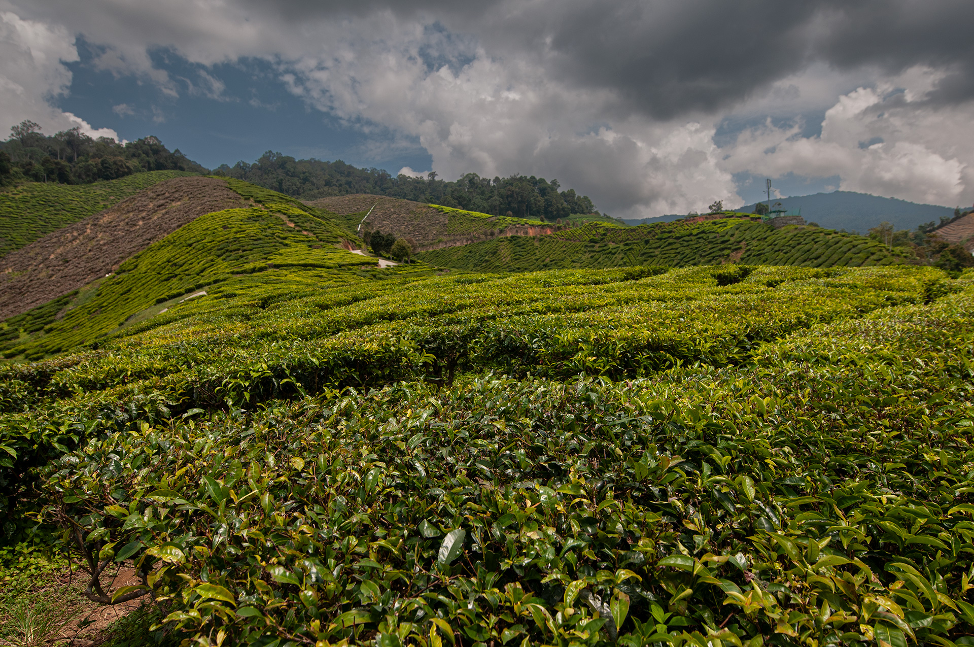 Cameron Highlands, Malaysia