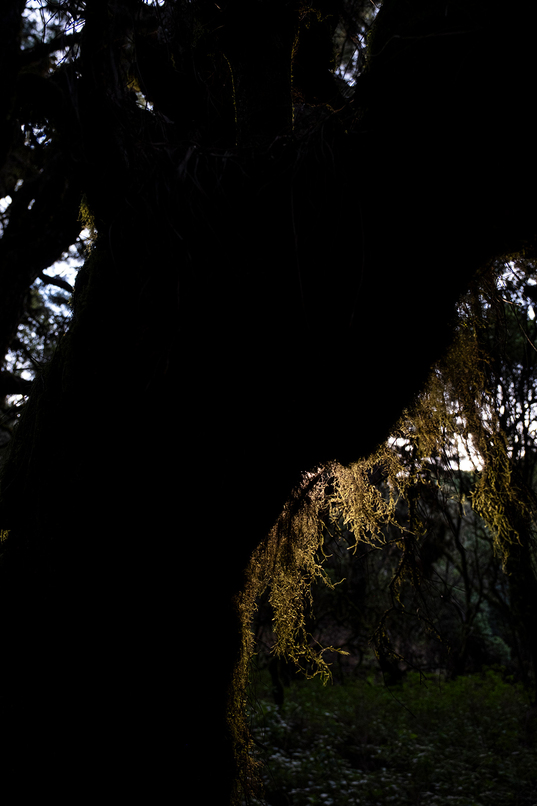 El Hierro, Canary Islands, Spain
