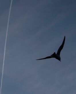 Vida e incertidumbre